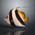 Black and White Striped Fish with Yellow Tail and Long Dorsal Fin