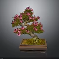 Decorative Bonsai Plant With Pink Flowers In Square Ceramic Pot And Moss
