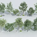 Different Types of Arbor Trees with Green Foliage and Stones Group Arrangement