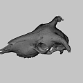 Ancient Cow Skull Specimen At Australian National University Archaeology Research
