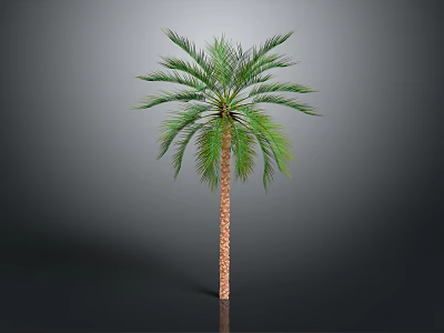 Tall Palm Tree with Green Fronds and Brown Trunk Isolated on Dark Background 3d model