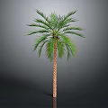 Tall Palm Tree with Green Fronds and Brown Trunk Isolated on Dark Background