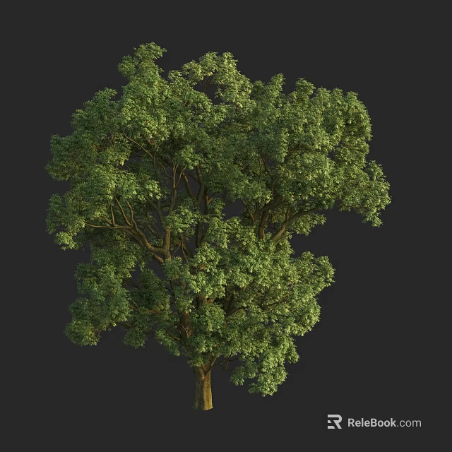 Arbor Featuring Lush Green Foliage Tall Trunk And Full Canopy Growth 3d model 