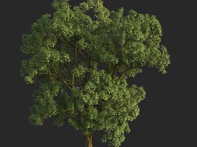 Arbor Featuring Lush Green Foliage Tall Trunk And Full Canopy Growth 3d model