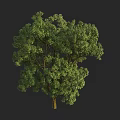 Arbor Featuring Lush Green Foliage Tall Trunk And Full Canopy Growth