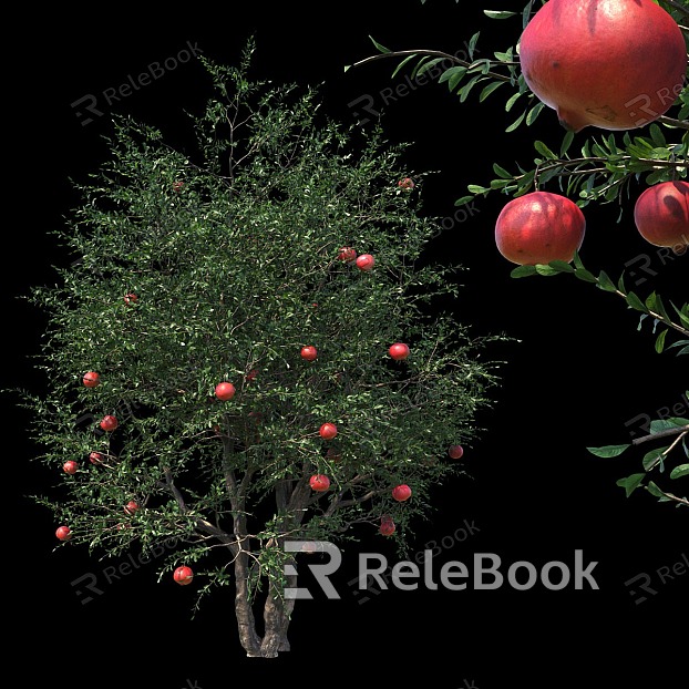 Landscape Tree Pomegranate Tree Ornamental Tree Trees Fruit Tree model