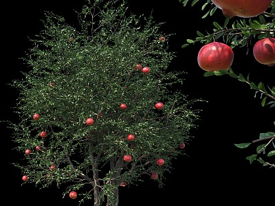 Landscape Tree Pomegranate Tree Ornamental Trees Fruit Tree model