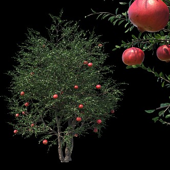 Landscape Tree Pomegranate Tree Ornamental Trees Fruit Tree 3d model