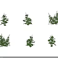 Multiple Vibrant Green Crop Plants With Healthy Leaves In Growth Stage