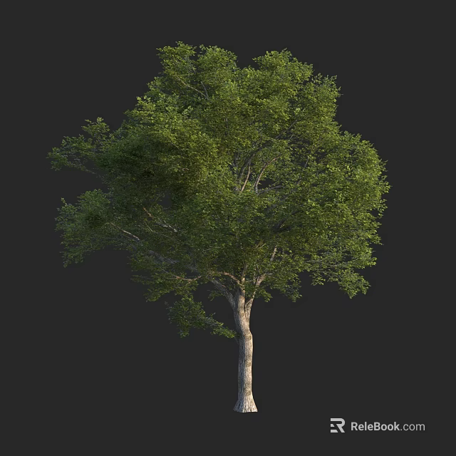 Vibrant Full Grown Arbor With Lush Green Foliage And Sturdy Trunk 3d model 