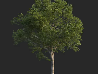 Vibrant Full Grown Arbor With Lush Green Foliage And Sturdy Trunk 3d model