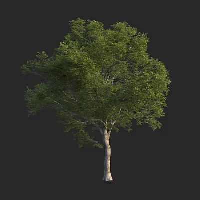 Vibrant Full Grown Arbor With Lush Green Foliage And Sturdy Trunk 3d model