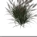Ornamental Grass Plant With Green Leaves Feathery Plumes And Height Measurement Scale