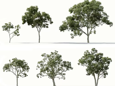 Arbor Trees With Various Green Foliage And Different Natural Growth Forms 3d model