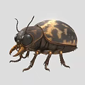 Flying Animal Beetle with Black and Yellow Spotted Body Large Eyes Antennae and Legs