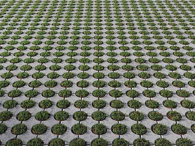 Ground Covered With Neatly Arranged Green Plants In Orderly Rows 3d model