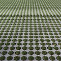 Ground Covered With Neatly Arranged Green Plants In Orderly Rows 3d model