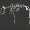 Modern Skeleton Animal Skeleton Bone 3d model