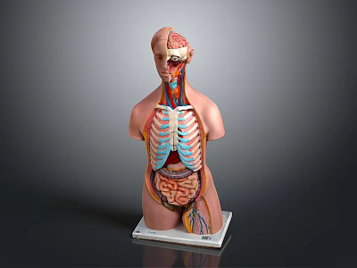 Human Anatomy Model Showing Thoracic Cavity Internal Organs And Skeleton Structure 3d model