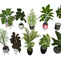 Various Potted Plants With Diverse Green Foliage And Decorative Pots