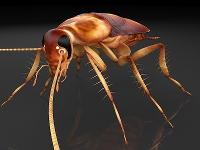 Asian cockroach bug crawler model