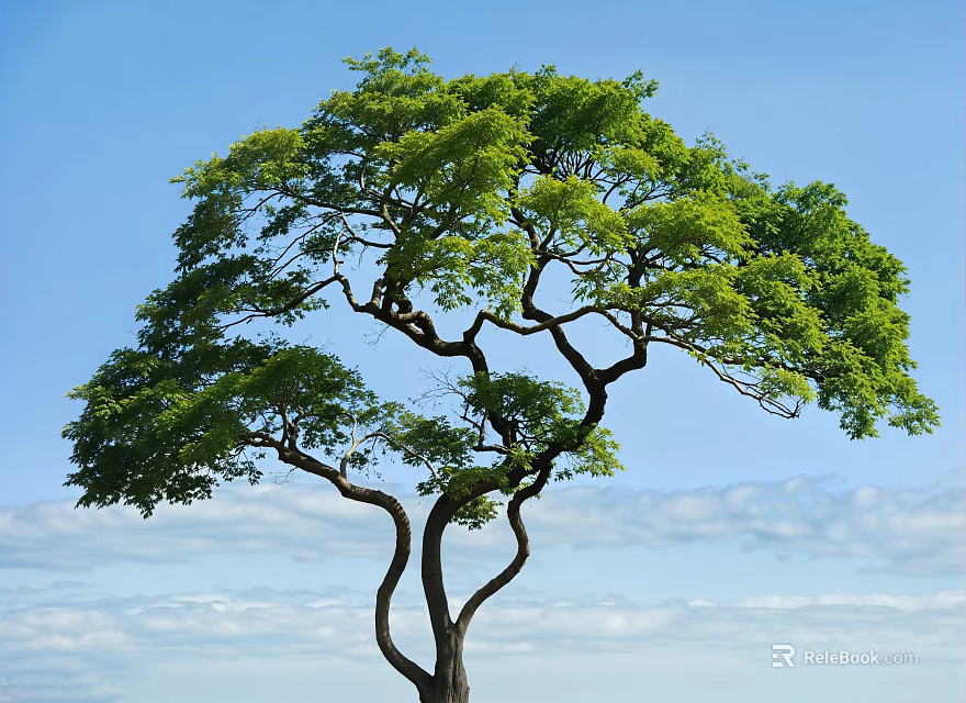 Tall Arbor With Curved Trunk And Lush Green Leaves Against Blue Sky White Clouds 3d model 