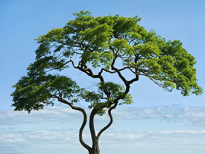 Tall Arbor With Curved Trunk And Lush Green Leaves Against Blue Sky White Clouds 3d model