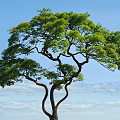 Tall Arbor With Curved Trunk And Lush Green Leaves Against Blue Sky White Clouds