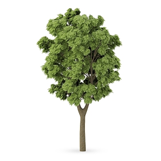 Plant Tree Outdoor Landscape Tree Garden Landscape Tree 3d model