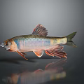 Vibrant Colorful Fish With Red Fins Blue Scales And Yellow Tail On Dark Background