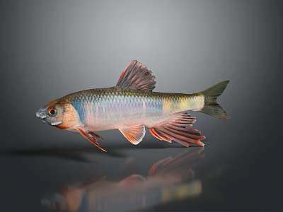 Vibrant Colorful Fish With Red Fins Blue Scales And Yellow Tail On Dark Background 3d model