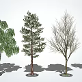 Diverse Arbor Trees Featuring Green Foliage Coniferous and Deciduous Varieties with Shadows 3d model