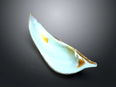 Beautiful Mollusk Shell Featuring White And Brown Hues On Black Surface 3d model