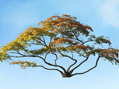 Tall Arbor With Yellow And Orange Leaves And Curved Branches Against Blue Sky 3d model