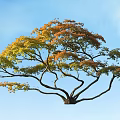 Tall Arbor With Yellow And Orange Leaves And Curved Branches Against Blue Sky