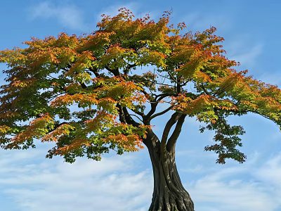 Vibrant Autumn Arbor with Orange Green Foliage and Thick Trunk Against Blue Sky 3d model