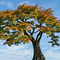 Vibrant Autumn Arbor with Orange Green Foliage and Thick Trunk Against Blue Sky
