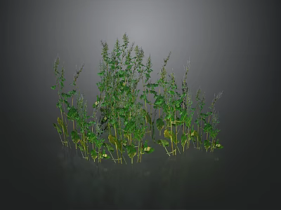 Lush Green Ground Cover Plants With Dense Leafy Stems And Natural Growth 3d model