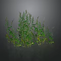 Lush Green Ground Cover Plants With Dense Leafy Stems And Natural Growth