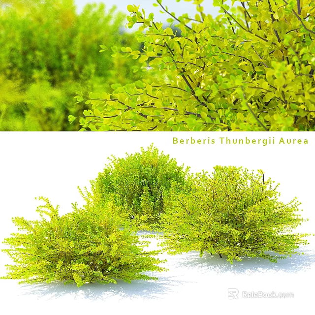 Ornamental Decor Set with Berberis Thunbergii Aurea Green Foliage Plants for Home 3d model 