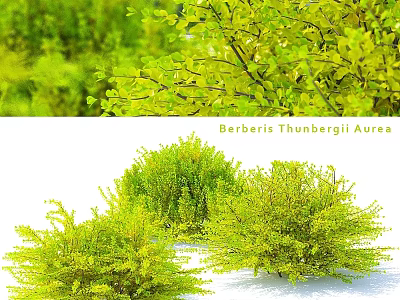 Ornamental Decor Set with Berberis Thunbergii Aurea Green Foliage Plants for Home 3d model
