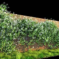 Vines Covering Wooden Fence With Green Leaves White Flowers And Grass