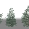 Different Shaped Green Evergreen Coniferous Trees with Lush Foliage and Natural Growth