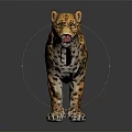 Realistic Spotted Leopard With Detailed Fur Standing On Shiny Black Surface And Reflection