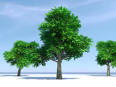 Three Tall Arbor Trees With Lush Green Foliage Against Blue Sky And White Ground 3d model