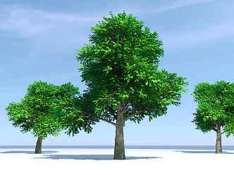 The Modern Tree 3d model