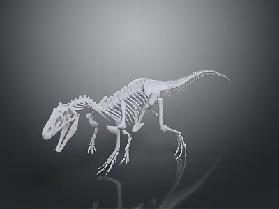 Detailed White Dinosaur Skeleton Model with Clear Bone Structure on Reflective Surface 3d model
