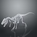 Detailed White Dinosaur Skeleton Model with Clear Bone Structure on Reflective Surface 3d model