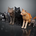 Group of Different Breed Cats With Various Colors Standing Together on Dark Smooth Surface