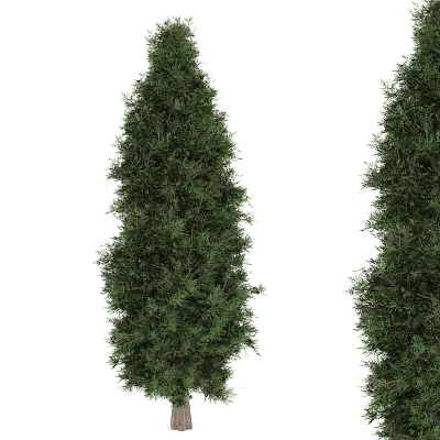 Two Upright Evergreen Arborvitae Trees With Lush Green Foliage Isolated On White Background 3d model
